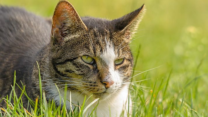 Informativo 24h - Los gatos abandonados, un problema en La Gomera