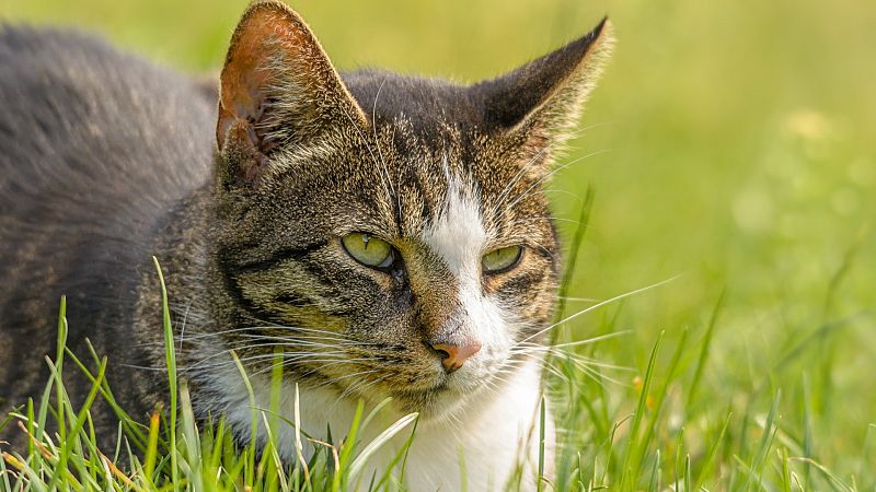 Los gatos abandonados, un problema para el Parque Nacional de Garajonay
