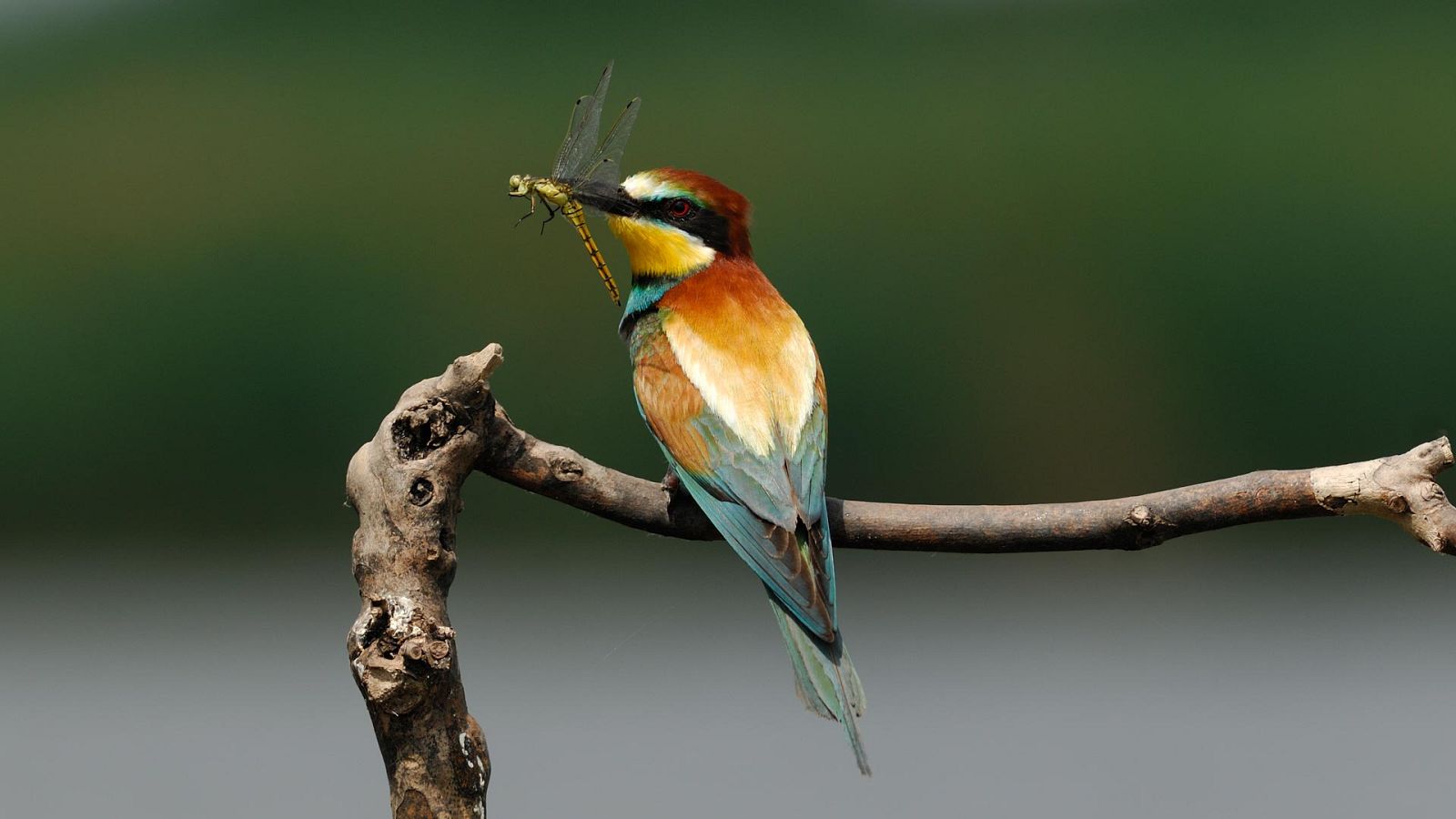 El hombre y la Tierra (Fauna ibérica) - El abejaruco, 1 - ver ahora
