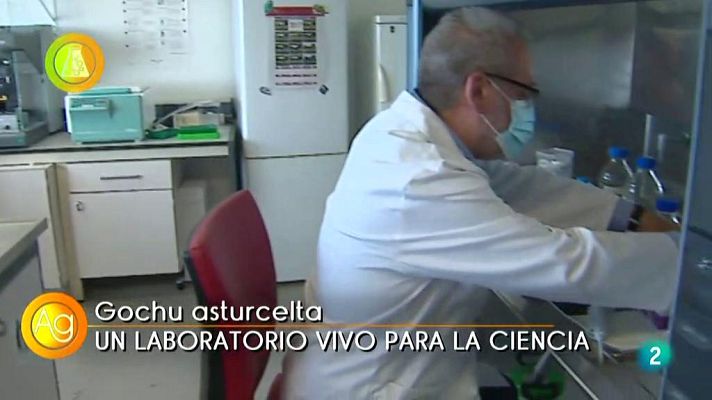 Agrosfera - GOCHU ASTURCELTA