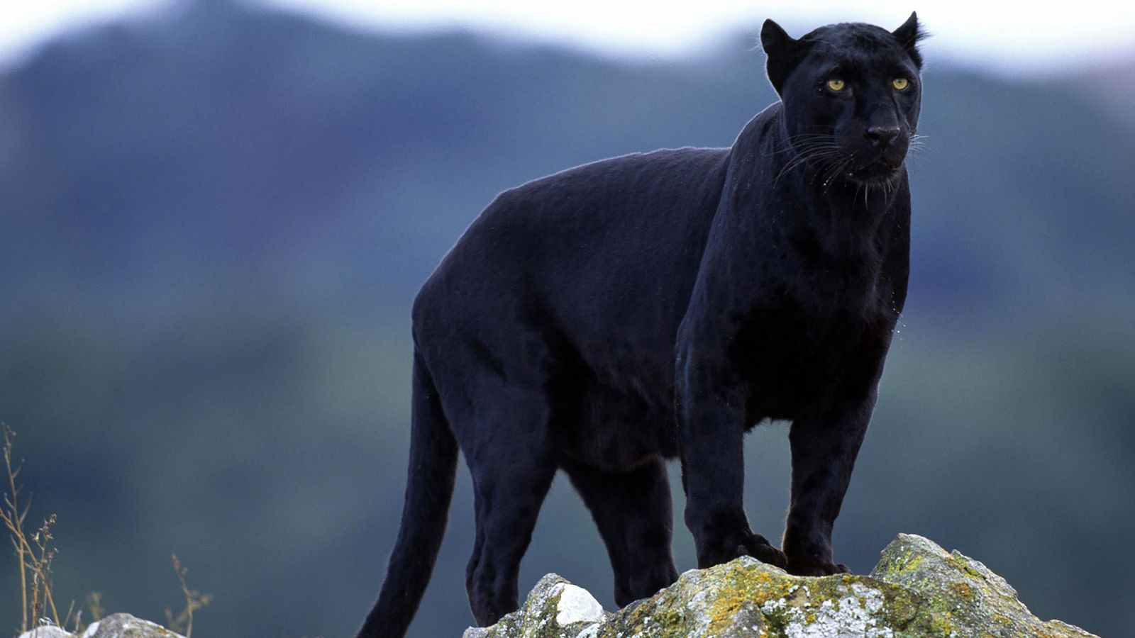 Alertan de la presencia de una pantera negra suelta en Ventas de Huelma (Granada)