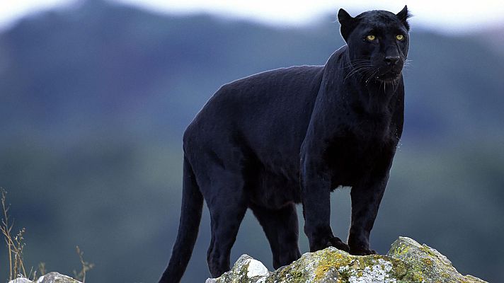 La hora de La 1 - Una pantera negra suelta en Ventas de Huelma (Granada)