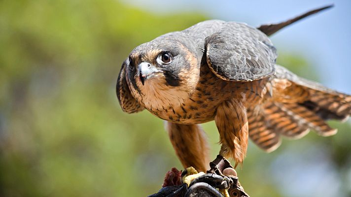 Volamos hasta el parque de aves rapaces más grande del mundo