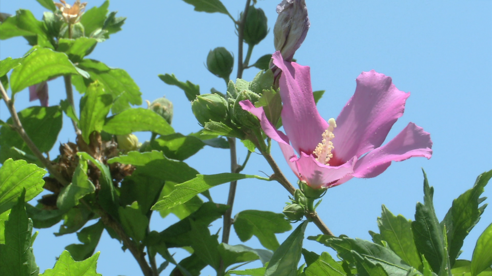 ¿Qué es y qué propiedades tiene el hibisco?