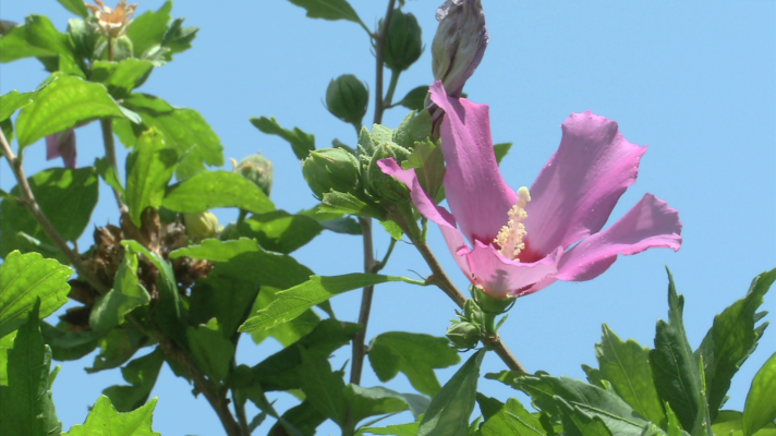 Todo sobre el hibisco, una flor con numerosas propiedades 