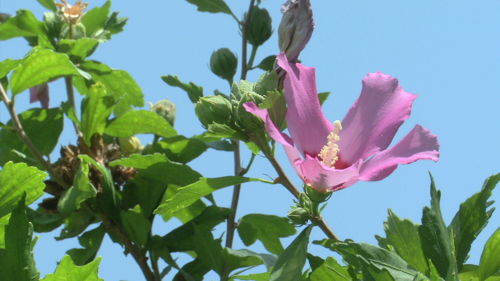 ¿Qué es y qué propiedades tiene el hibisco? - Aquí la Tierra | Ver
