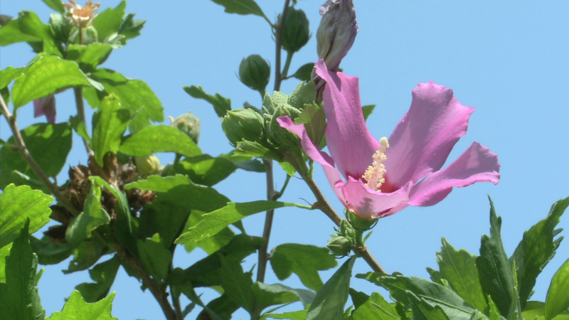 Aquí la tierra - Todo sobre el hibisco, una flor con numerosas propiedades curativas