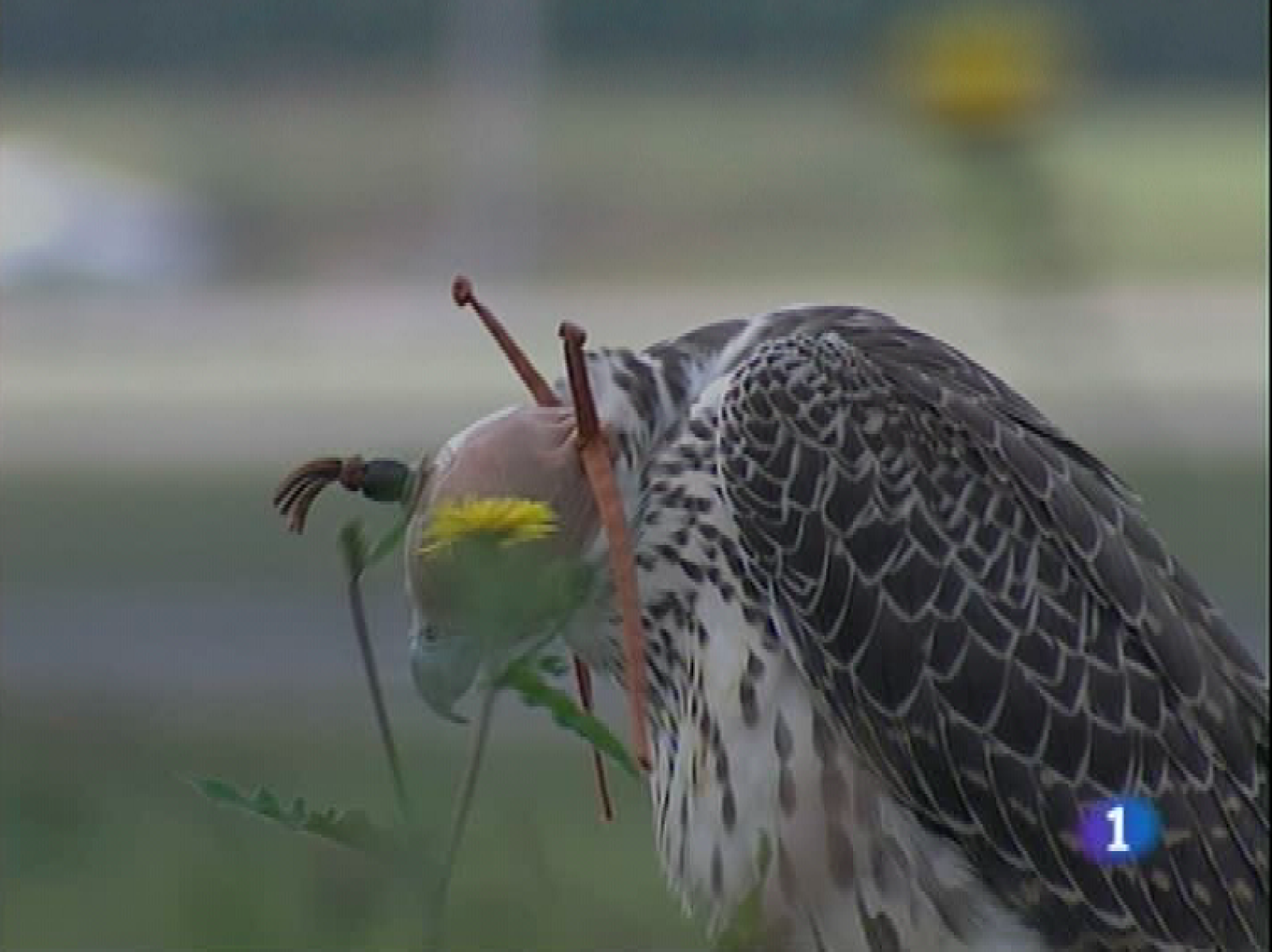         El aeropuerto de Asturias ha inaugurado su servicio de cetrería. Los halcones serán ahora los encargados de evitar que las aves salvajes de la zona causen problemas o retrasos en los vuelos, recuperando además una tradición milenaria.  Los precios subieron en Asturias un 1,1 por ciento en el pasado mes de julio, dos décimas por encima del incremento promedio del IPC en España.  En el cómputo interanual Asturias muestra también mayor tendencia al abaratamiento que el conjunto del Estado.