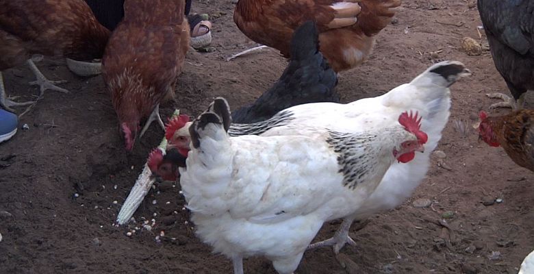 ¿De qué se alimentan las gallinas?