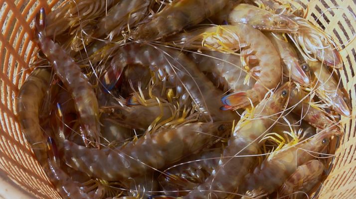 Aquí la Tierra - Langostinos de Chipiona: nos enseñan la tradición pescadera