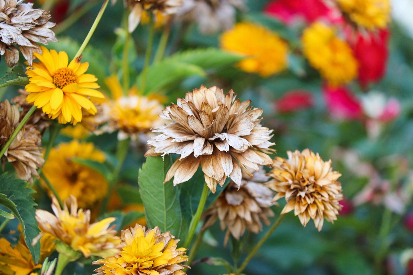 Reanimación de la flora: así volvemos a darle vida tras las vacaciones