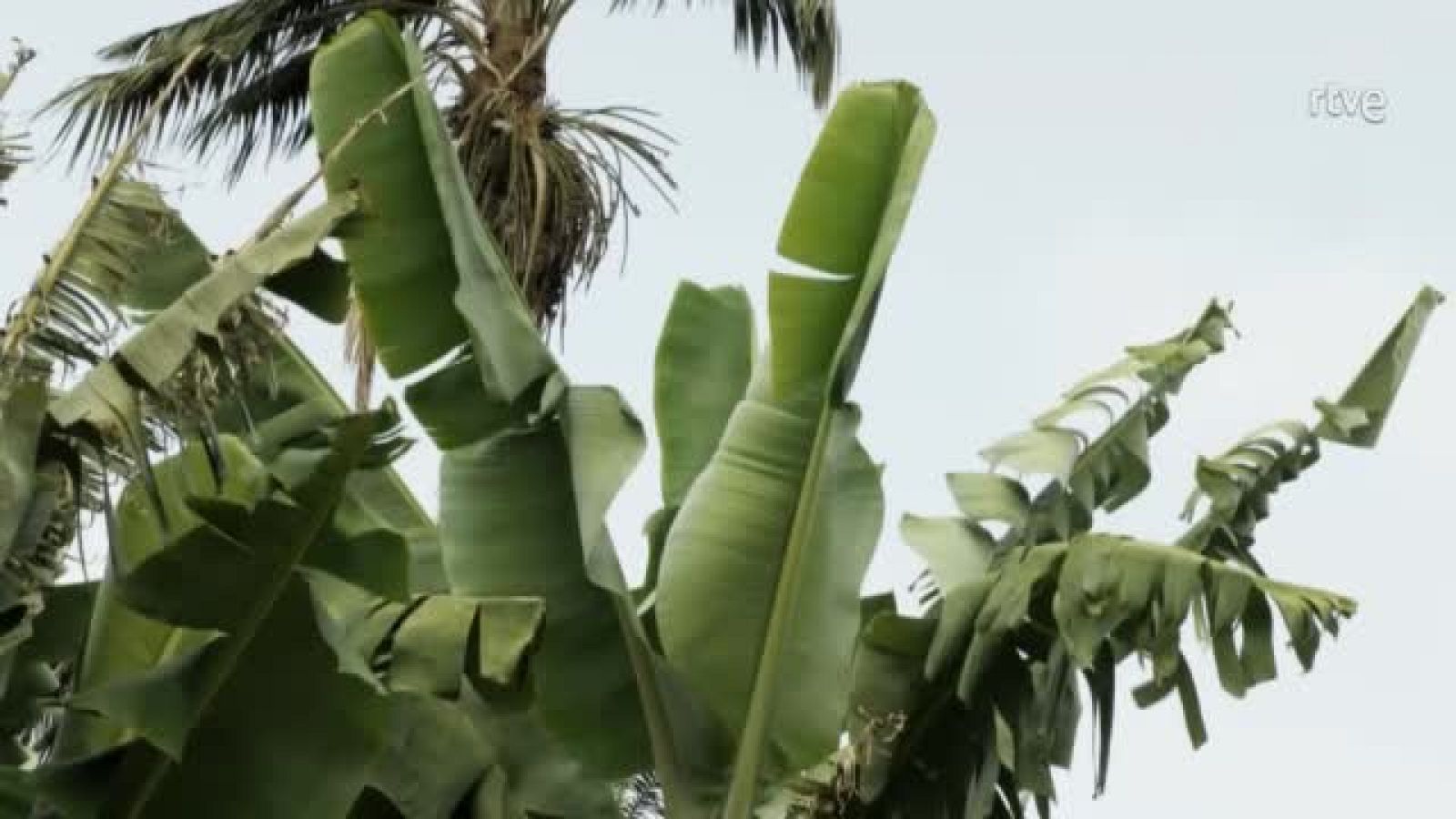 Peña en La Orotava (Santa Cruz de Tenerife) | Ver
