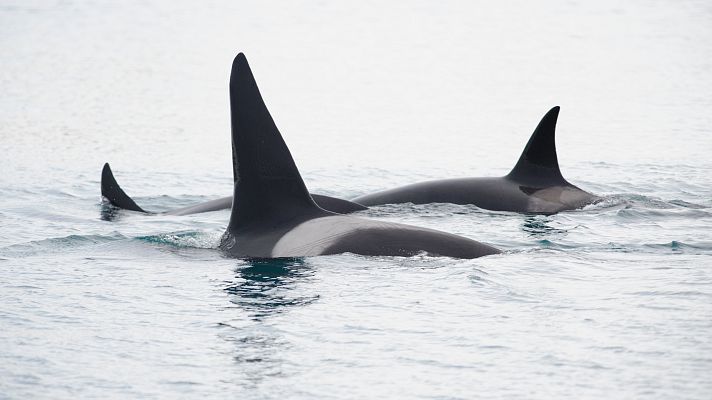 Telediario 1 - Orcas en aguas de Galicia
