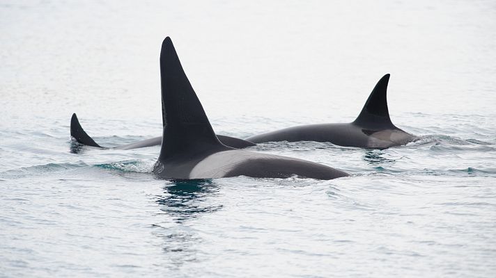 Orcas en aguas de Galicia