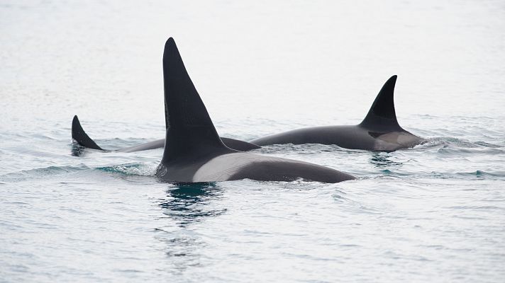 Telediario 1 - Orcas en aguas de Galicia