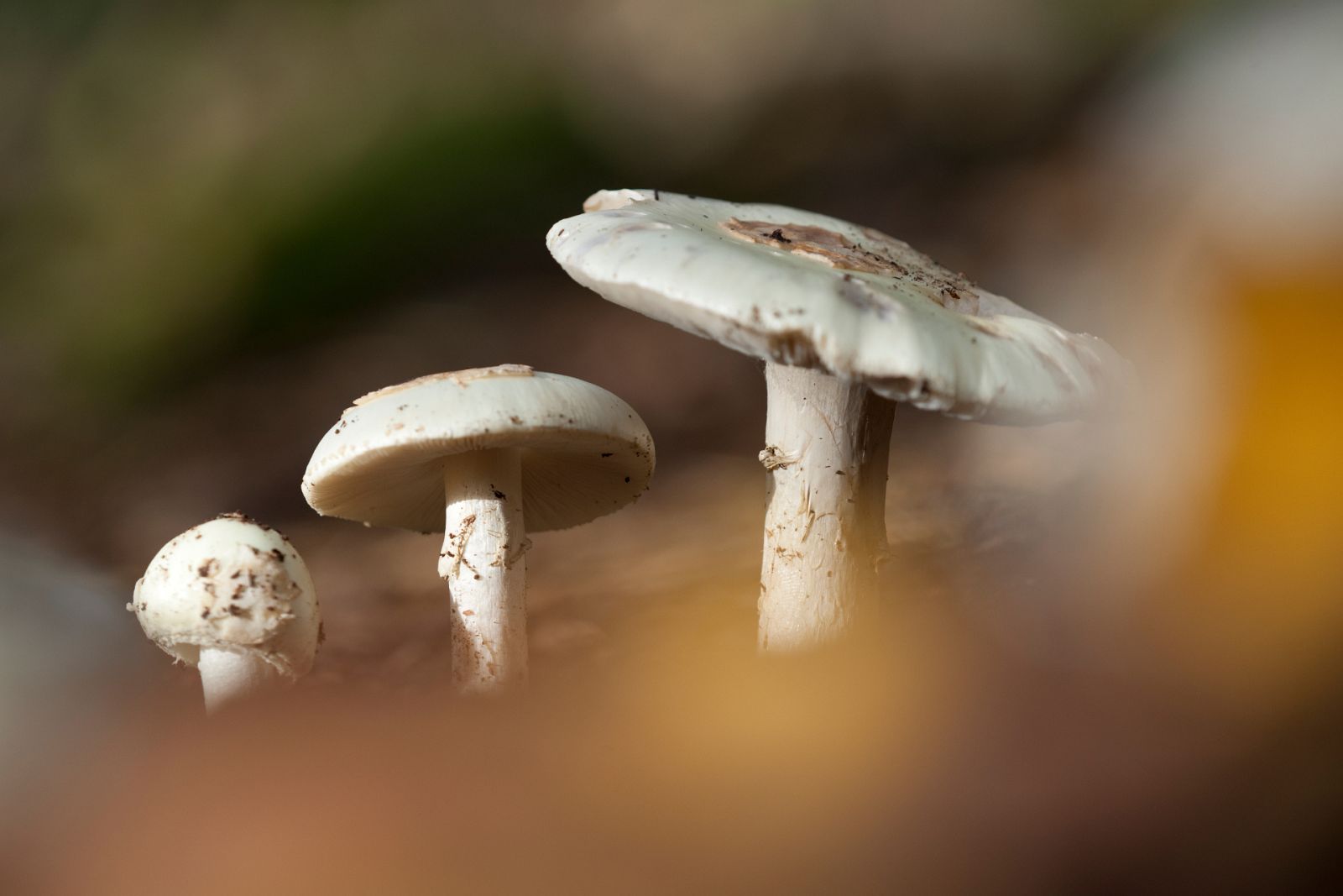 Aquí la Tierra - ¡Empieza la época de las setas! Te mostramos algunas de las más peligrosas para que no te equivoques