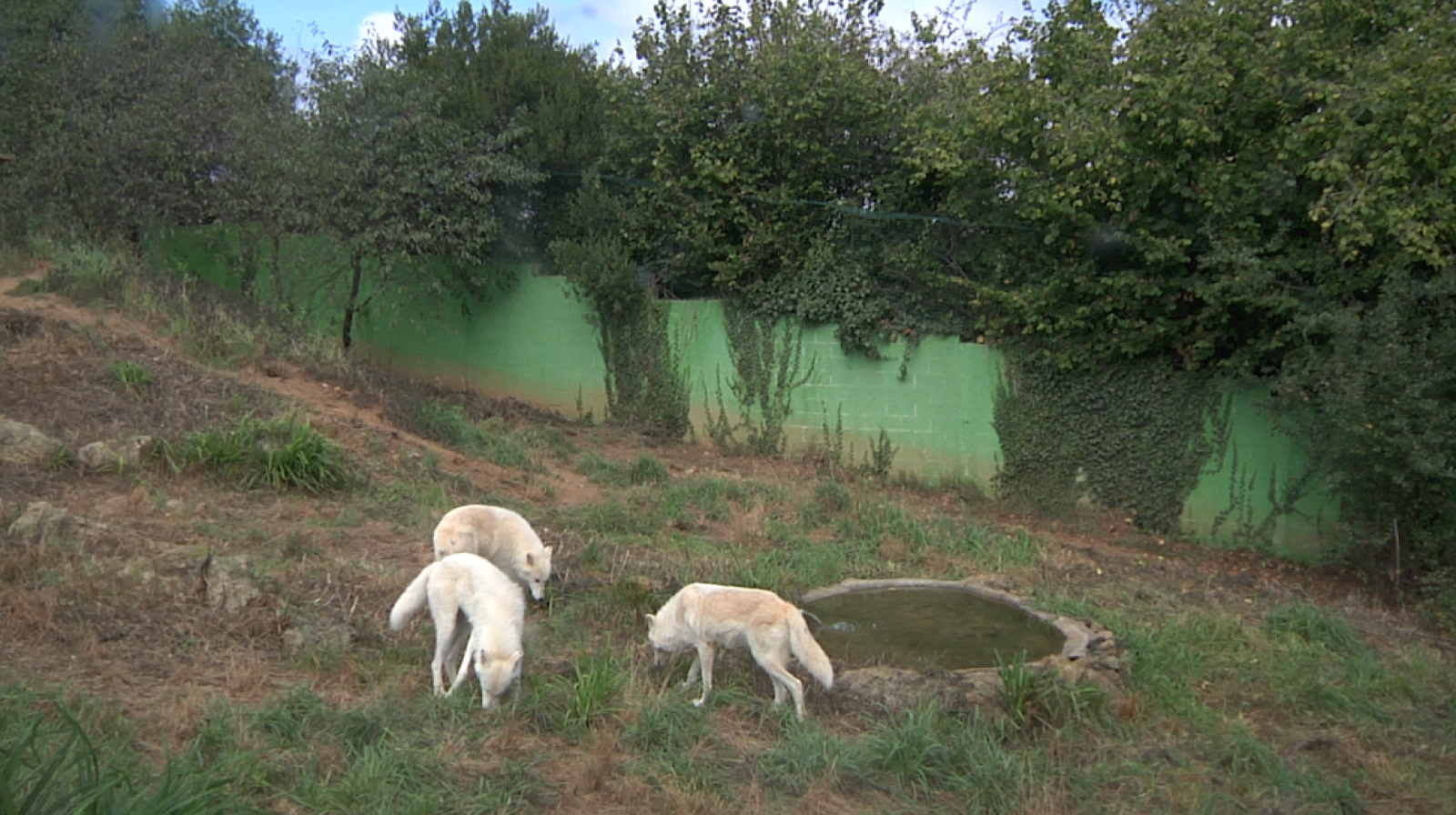 Aquí la Tierra - Lobos árticos, caballos esteparios, bisontes¿ la recuperación de un hábitat en peligro de extinción