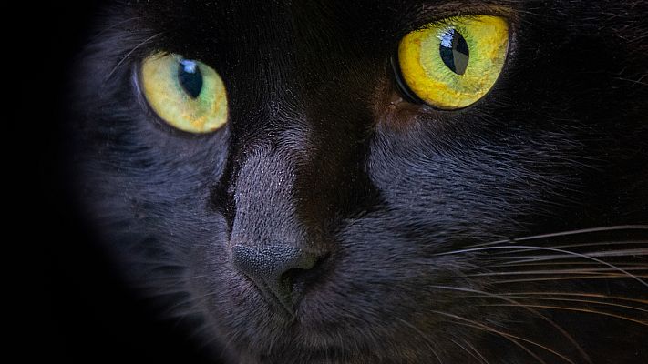 La hora de La 1 - Se resuelve el misterio de la pantera de Granada