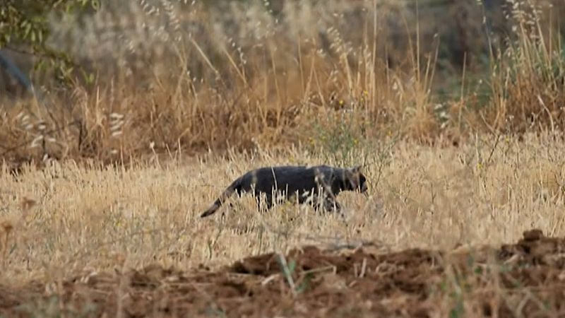 La pantera negra a la que buscan en Granada podría ser un gato negro