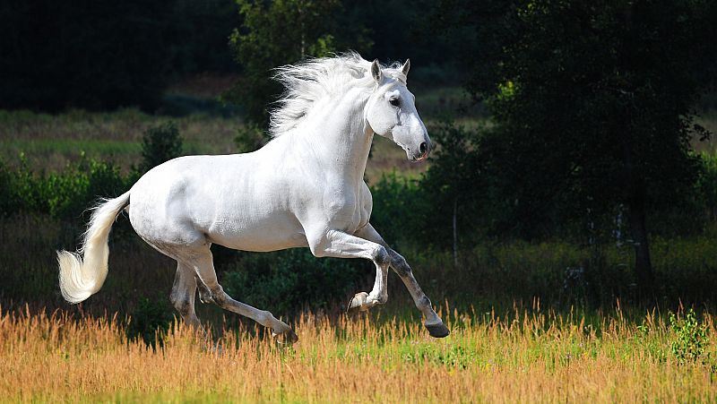 Cabalcor, la feria del caballo de Córdoba - España Directo | Ver