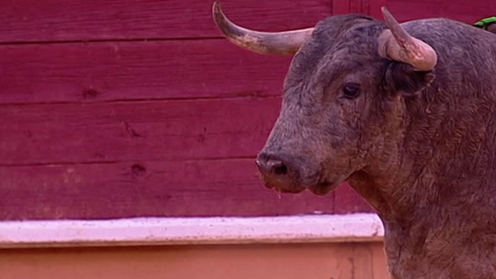 Tendido cero - 19/09/20 - ver ahora