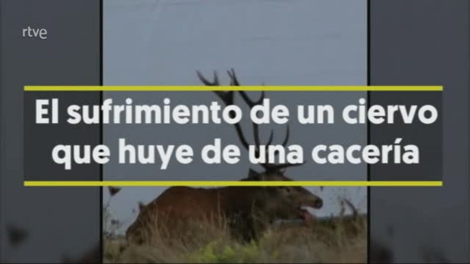 Polémica en Francia por las imágenes de un ciervo perseguido por perros en una cacería
