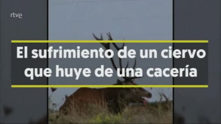 Polémicas imágenes de un ciervo perseguido por perros de caza en Francia