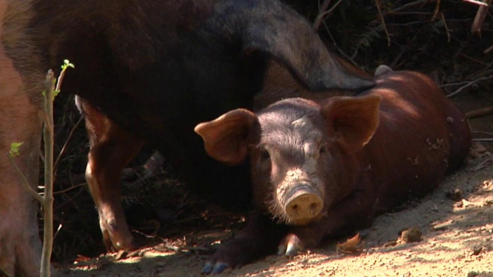 Aquí la Tierra - 21/09/20 - ver ahora