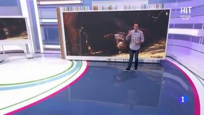 Aquí la Tierra - ¿Conoces la raza porcina celta?