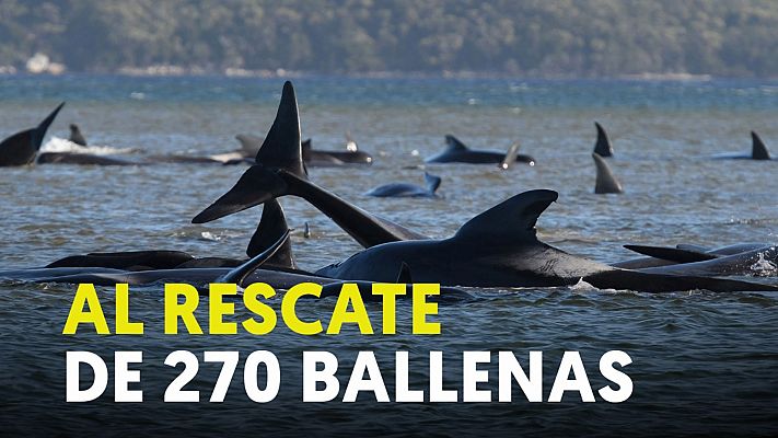 Así es el operativo para el rescate de 270 ballenas varadas en Tasmania, al sur de Australia