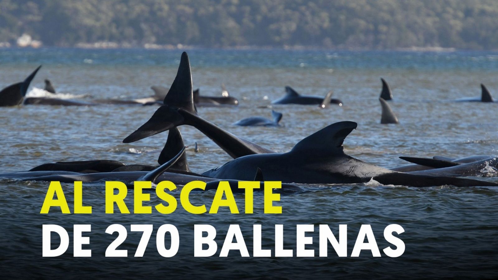 Así es el operativo para el rescate de 270 ballenas varadas en Tasmania, al sur de Australia
