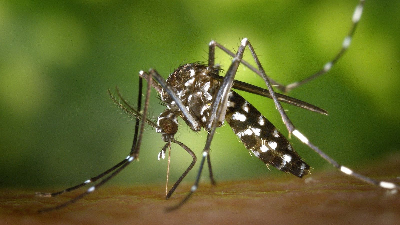 Fumigación contra el mosquito del virus del Nilo