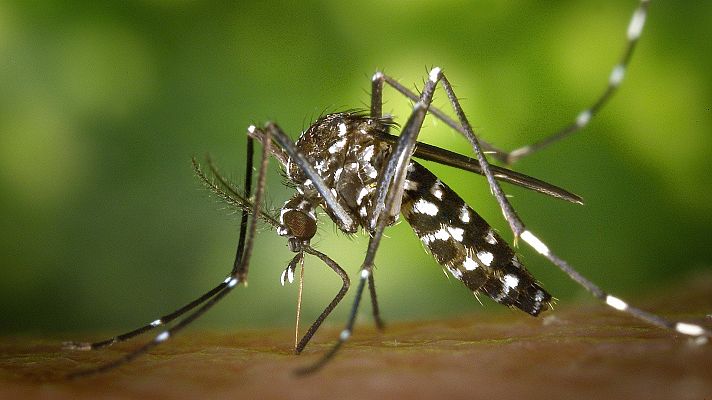 Desinfección contra el mosquito del Nilo