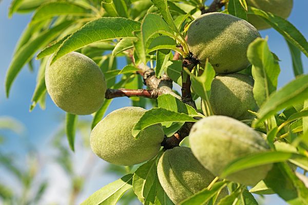 Aquí la Tierra - Aquí la Tierra - ¡Dale con la vara al almendro! La tradición almeriense