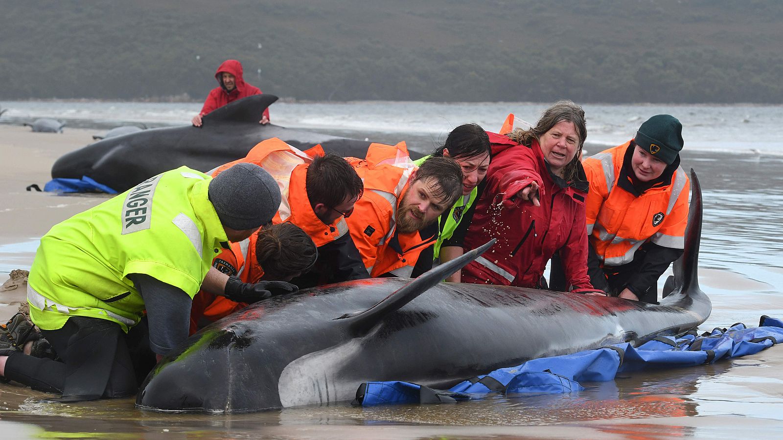 Rescate contra reloj de cientos de ballenas varadas en Tasmania