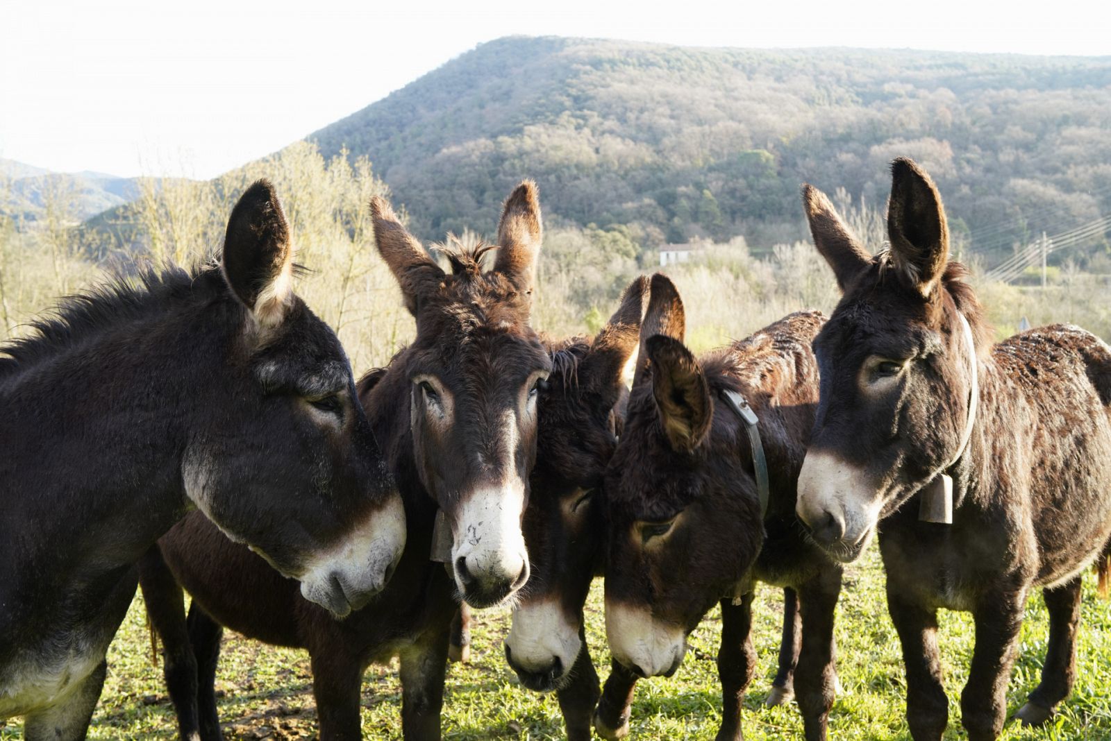 Aquí la Tierra - ¡Al rescate del burro!