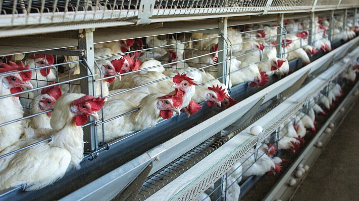 Telediario 1 - Casi 100 positivos en una granja de Cambados (Pontevedra)