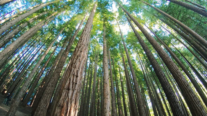 El bosque de secuoyas más grande de Europa