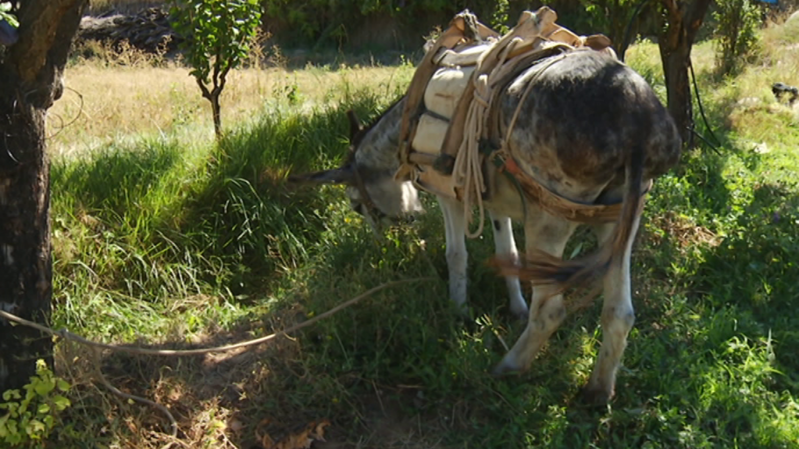 Agrosfera - 26/09/20 - RTVE.es