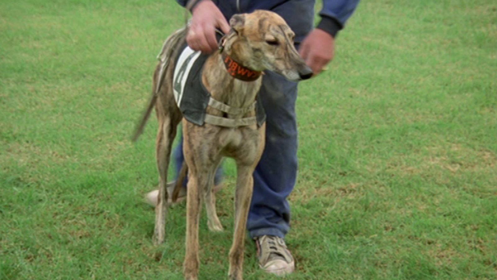 El hombre y la Tierra (Fauna ibérica) - Olimpiada zoológica 1 - ver ahora