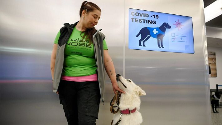 Perros rastreadores: la nueva medida del aeropuerto de Helsinki para detectar la COVID-19