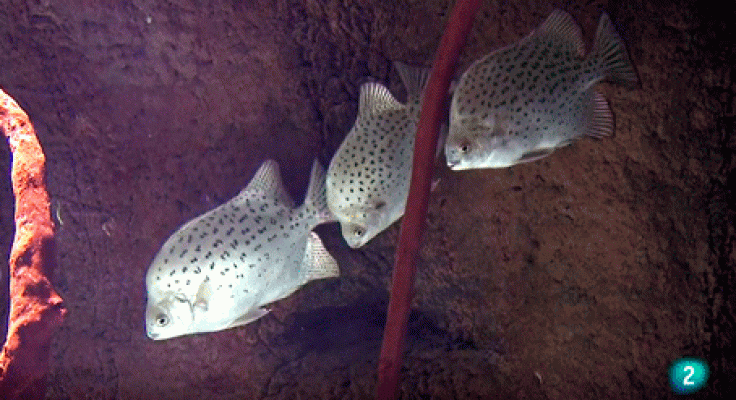 Aquarium de San Sebastián