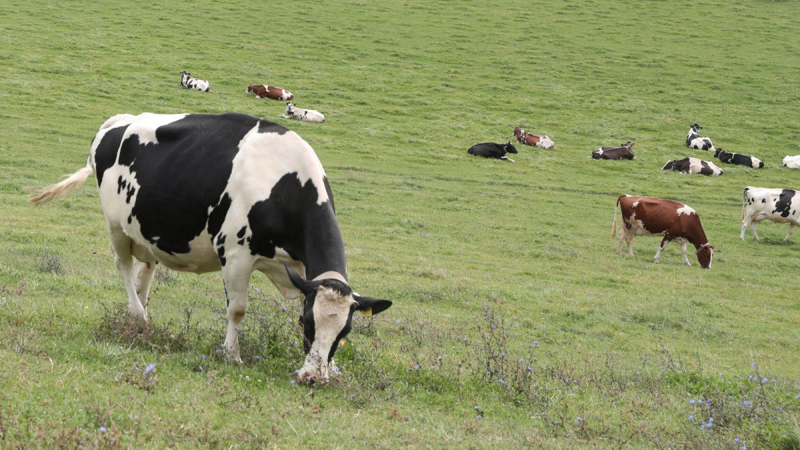 Investigan si la leche inmunizada de vaca podría proteger contra el COVID