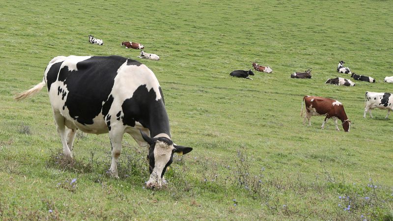 Investigan si la leche inmunizada de vaca podría proteger contra el COVID-19