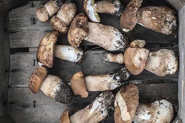 Aquí la Tierra - De excursión al monte de Cantabria a cocinar setas