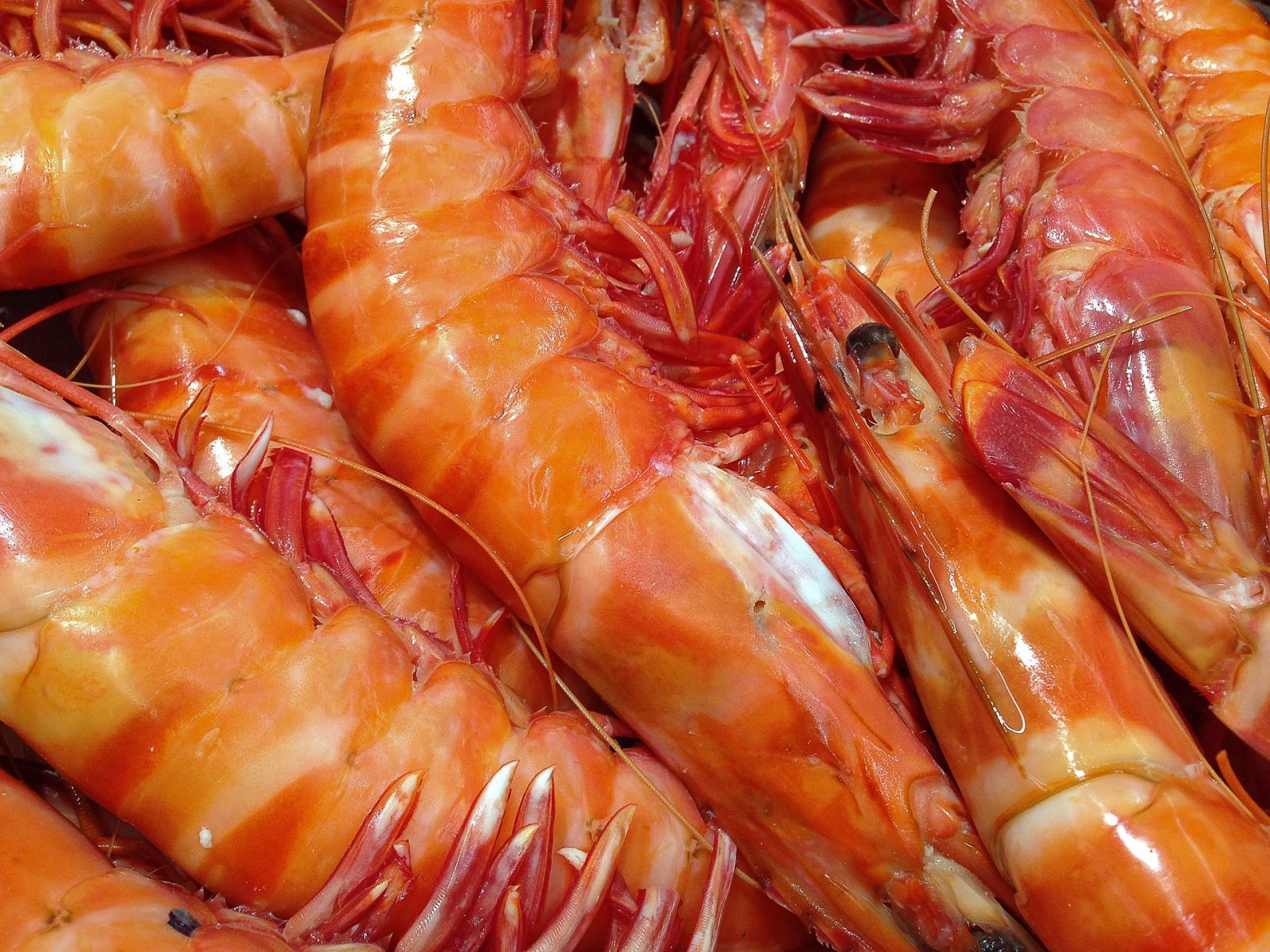 Aquí la Tierra - ¿Cómo se pesca el langostillo de Chiclana?