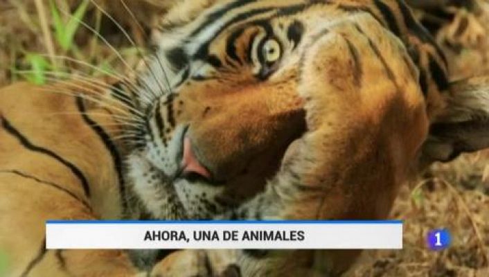 Telediario 1 - Las fotos más divertidas de animales finalistas de los Comedy Wildlife Photography Awards
