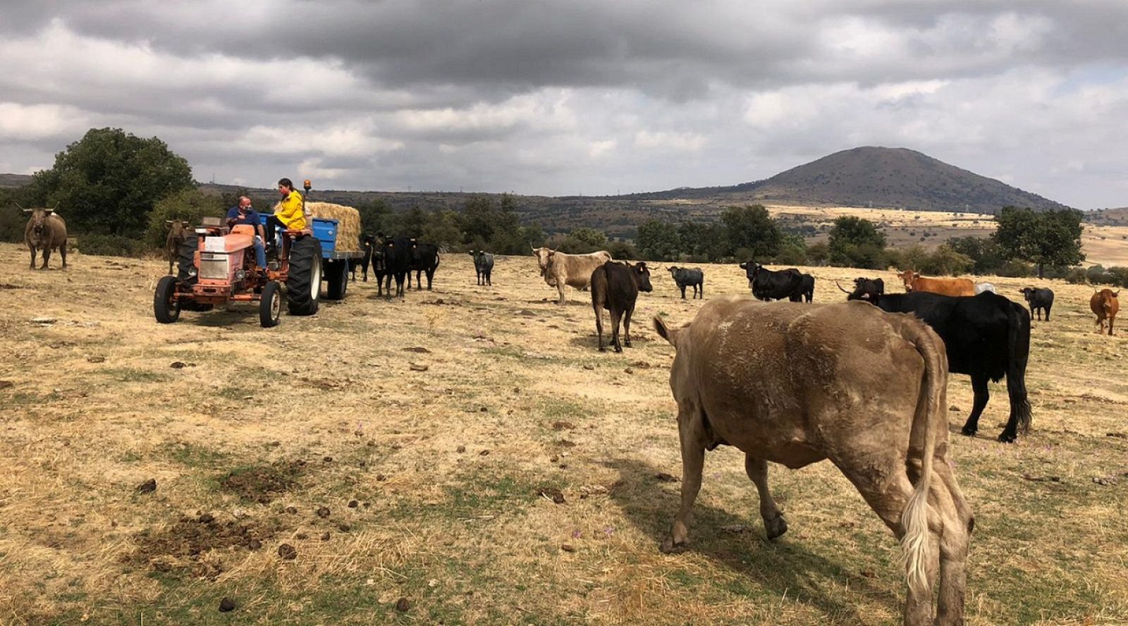 ¿Cómo es la alimentación de las vacas dependiendo de la estación?