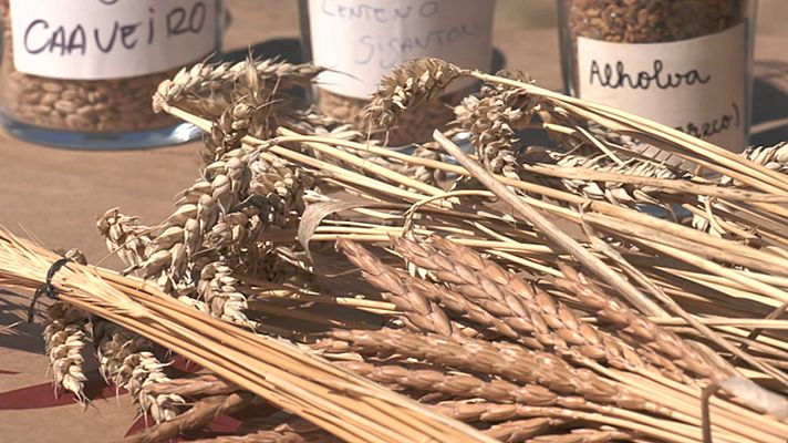 Como sapiens - Programa 5: En harina