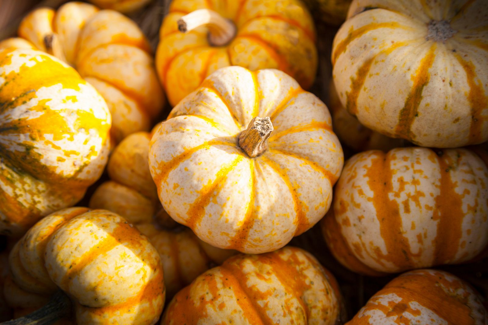 Calabazas de todos los colores y tamaños